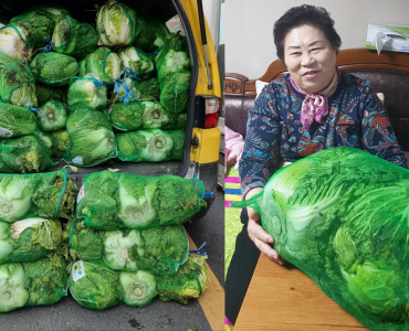 [노인맞춤돌봄서비스] 광주사회복지사협회 배추 후원 이미지